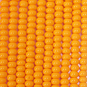 Preciosa Czech Glass Seed Bead - Round 06/0 TANGERINE 93110
