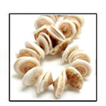 Shell Beads