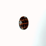 Plastic Flat Back Striped Rauten Rose - Oval 14x10MM DYED BROWN on BLACK