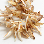 Shell Bead - Irregular Cut TIGER COWRIE LIPS