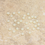 Glass Medium Dome Cabochon - Round 03MM IVORY