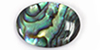 Shell-Paua (Dyed Green)